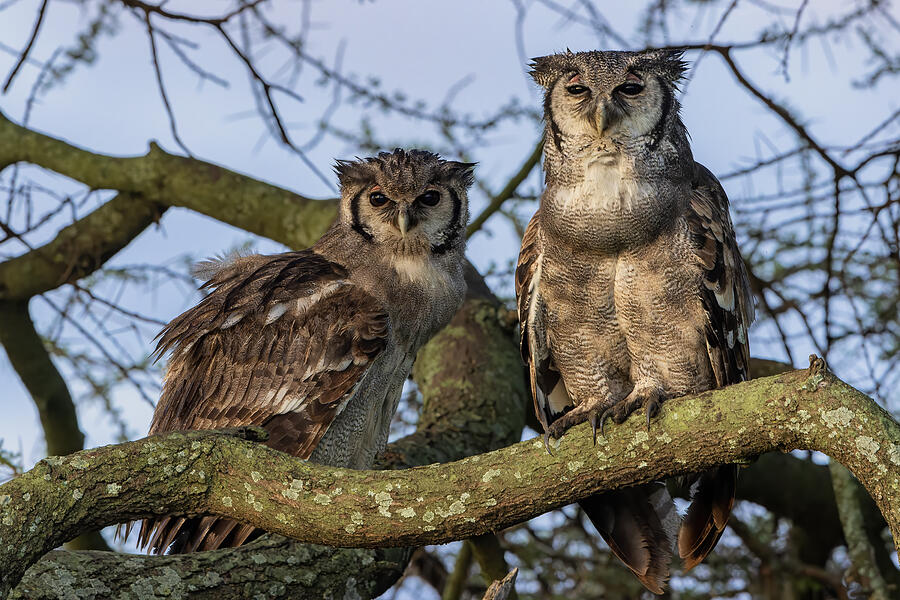 Verreaux Eagle Owls Photograph by Alessandro Catta