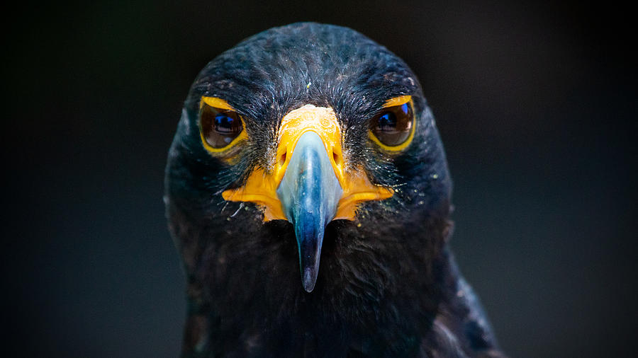 Verreauxs Eagle Photograph by Jim Hunneyball
