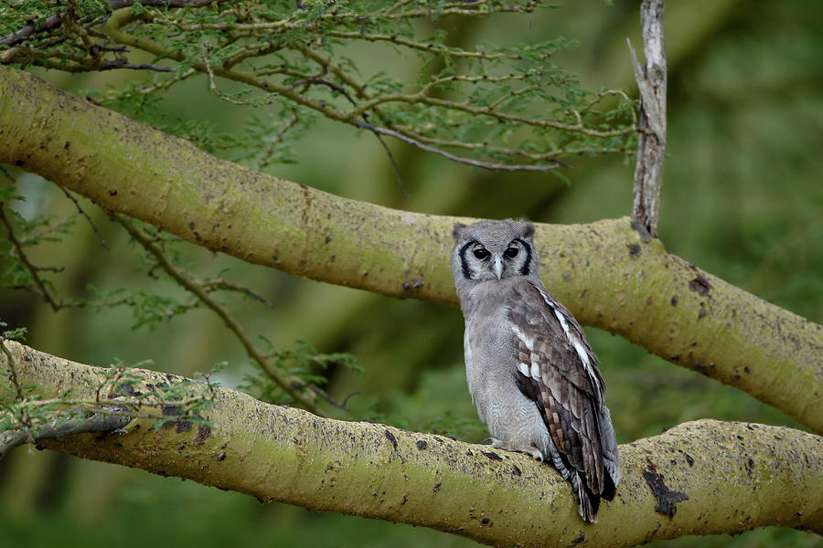 Verreauxs Eagle Owl Giant Eagle Owl Photograph by James Hager / Robertharding Verreauxs Eagle Owl Giant Eagle Owl Photograph by James Hager / Robertharding