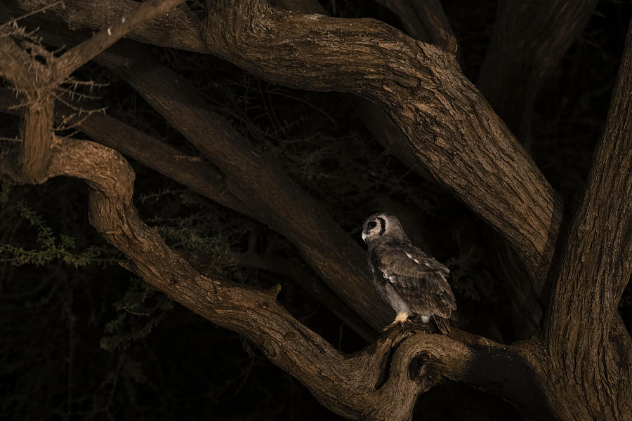 Verreauxs Eagle Owl Photograph by Sheila Xu