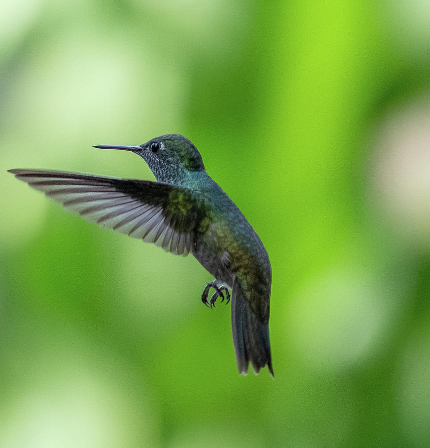 Versicolored emerald hummingbird hovering Photograph by Mark Hunter