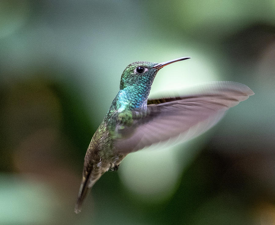 Versicolored emerald hummingbird hovers Photograph by Mark Hunter
