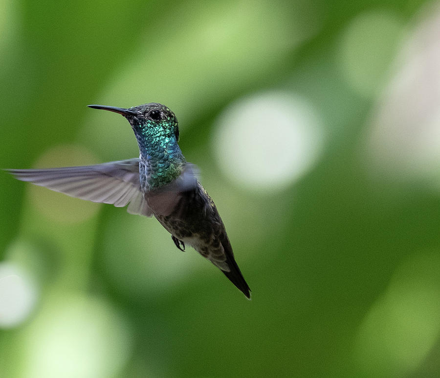 Versicolored Emerald hummingbird in flight Photograph by Mark Hunter