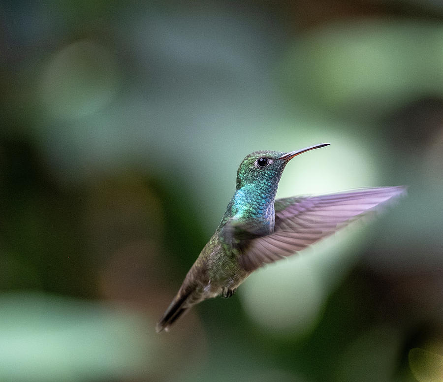 Versicolored Emerald Hummingbird Photograph by Mark Hunter