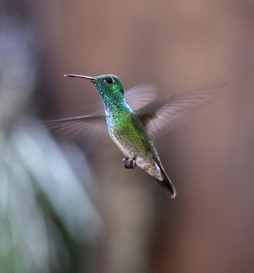 Versicoloured Emerald Hummingbird Photograph by Mark Hunter
