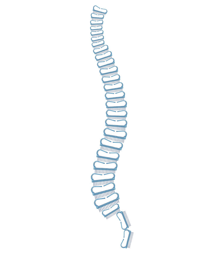 Vertabrae Of Spine Made From Blue Nail Photograph by Win-initiative Vertabrae Of Spine Made From Blue Nail Photograph by Win-initiative