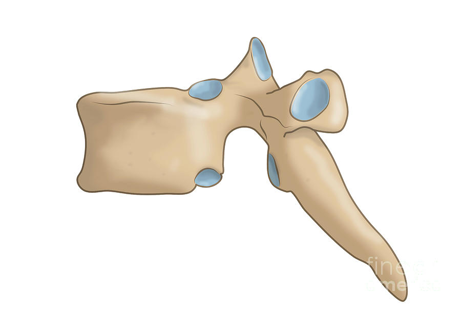 Vertebral Body by Medical Graphics/michael Hoffmann/science Photo Library