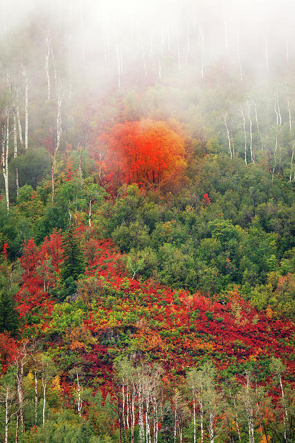 Mountain Photograph - Vertical Autumn Fog by Wasatch Light