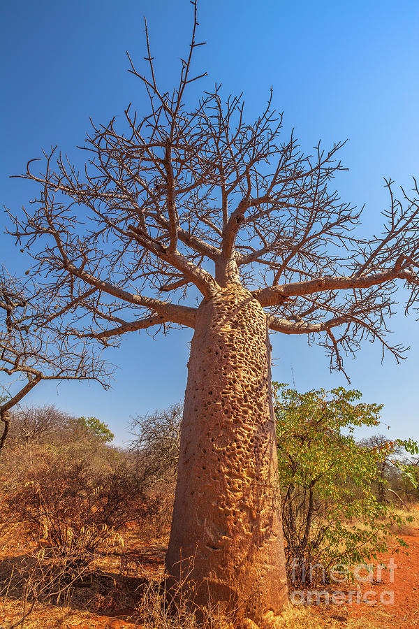 vertical Baobab tree in Limpopo Photograph by Benny Marty