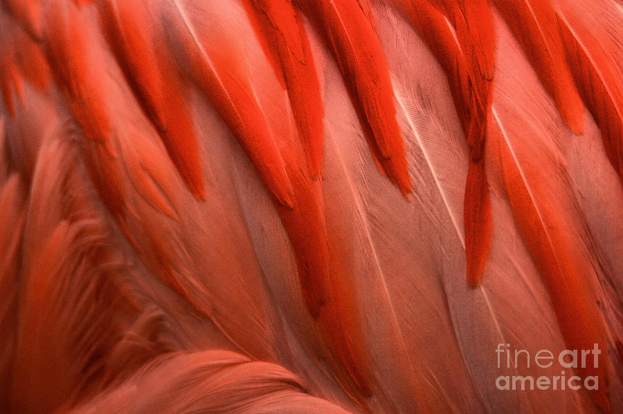 Vertical Flamingo Feathers Photograph by Adam Jewell