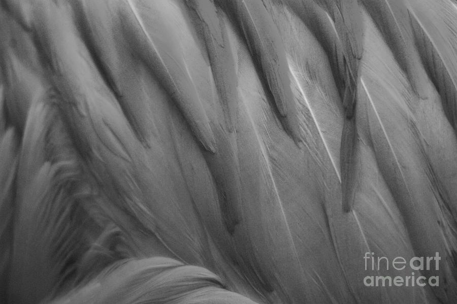 Vertical Flamingo Feathers Black And White Photograph by Adam Jewell