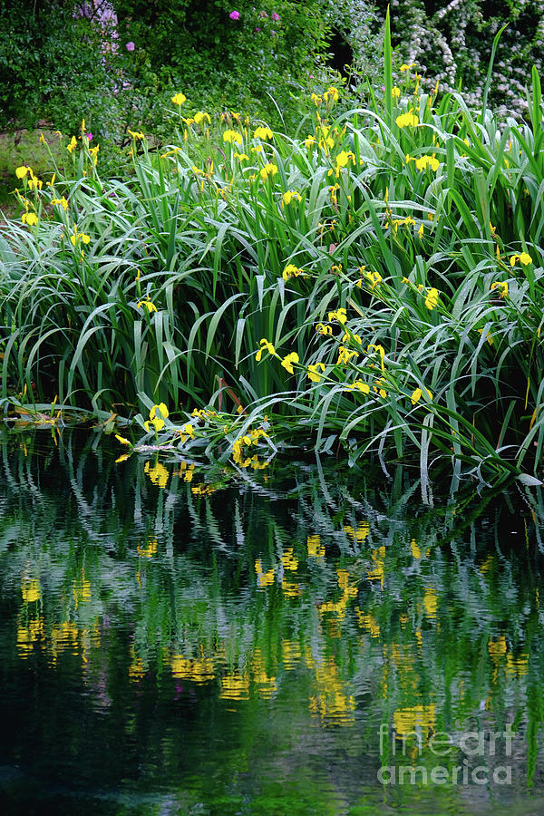 Vertical Flower Reflections On Water River Shore Impressionist Garden Pond Grass Photograph by Luca Lorenzelli