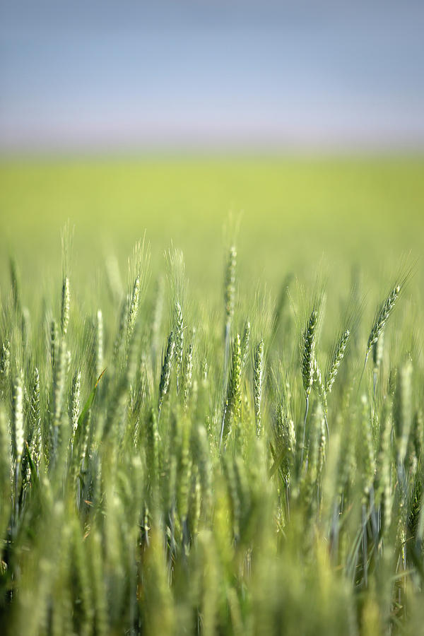 Vertical Green Wheat Photograph by Todd Klassy