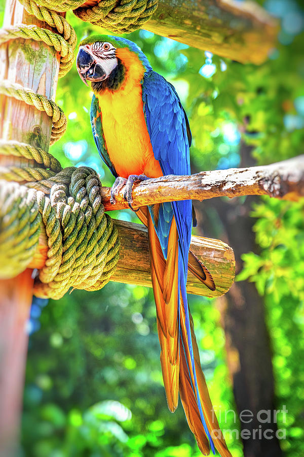 Macaw Photograph - Vertical Parrot Ara Ararauna Perch Colorful Background by Luca Lorenzelli