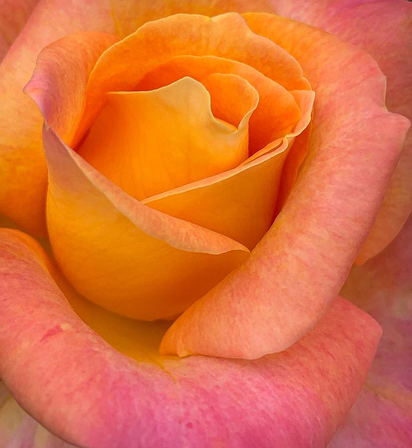 Vertical Rose Photograph by Anamar Pictures