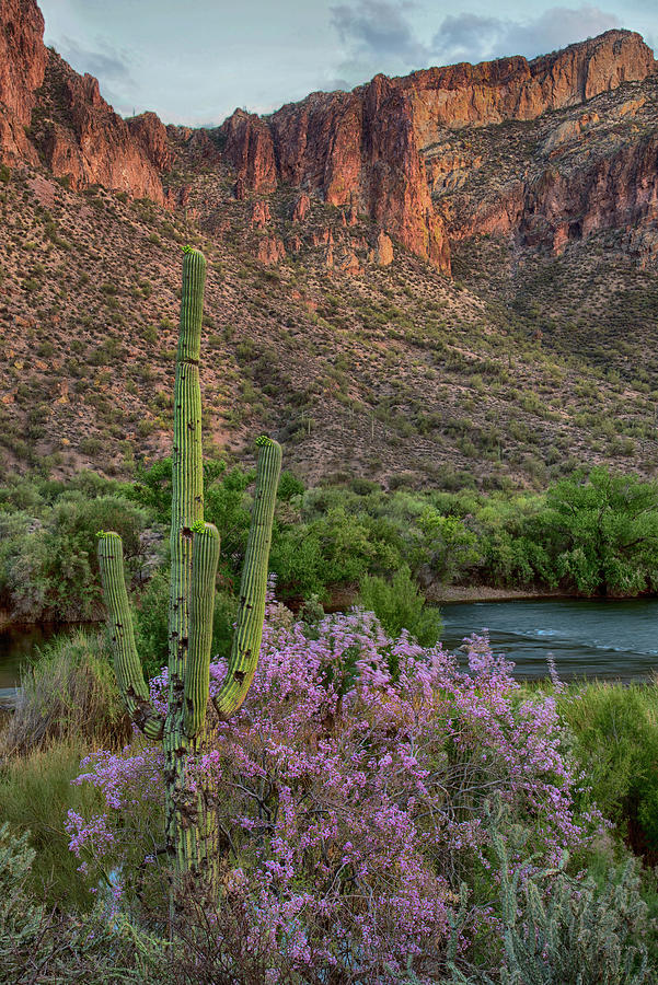 Vertical Saguaro and ironwood blooms Photograph by Dave Dilli