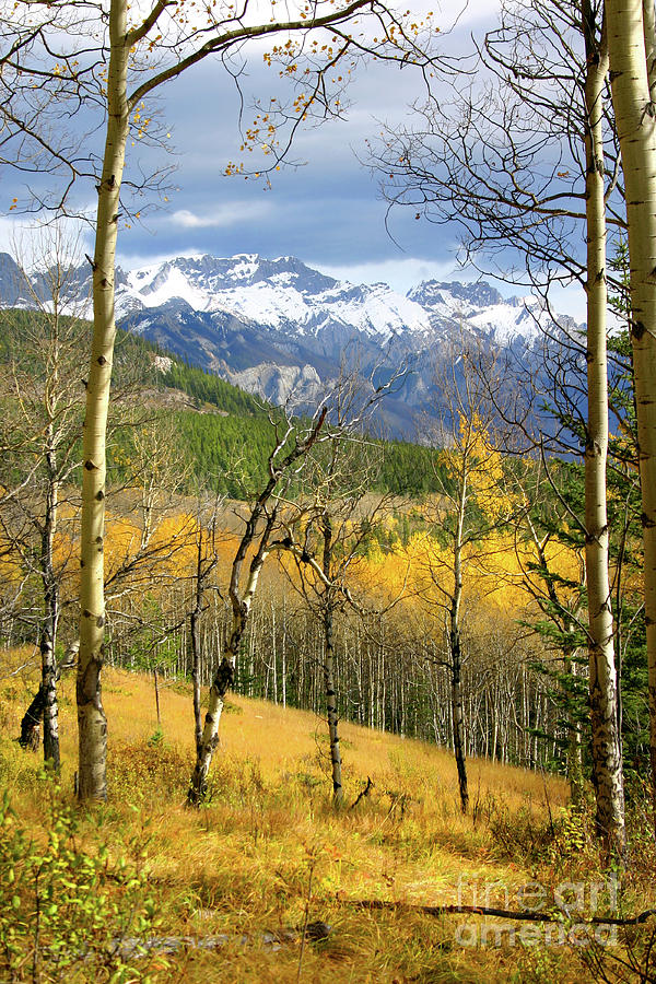 vertical yellow fall autumn leaves Quaking Aspen trees forest grove snowy mountain peaks landscape Photograph by Robert C Paulson Jr