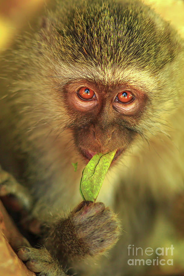 Vervet Monkey eating Photograph by Benny Marty