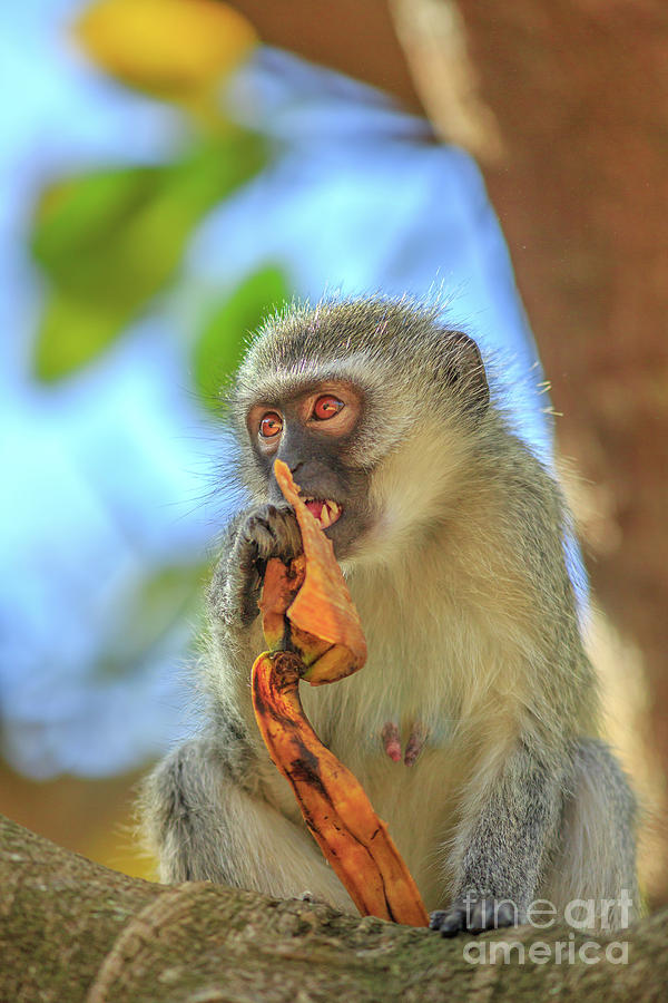 Vervet Monkey eating fruit Photograph by Benny Marty