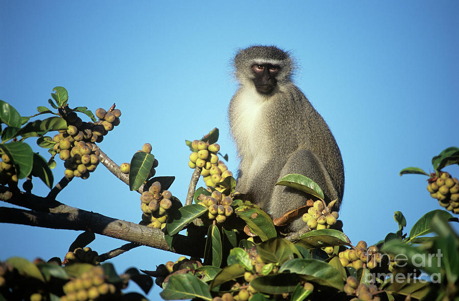 Vervet Monkey Feeding Photograph by Peter Chadwick/science Photo Library