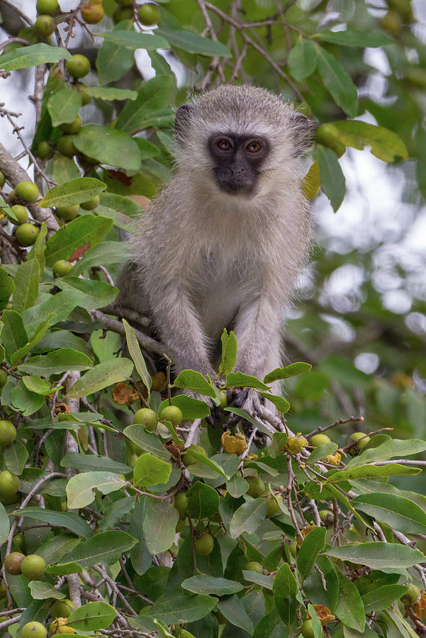 Vervet Monkey Gaze Photograph by Mark Hunter