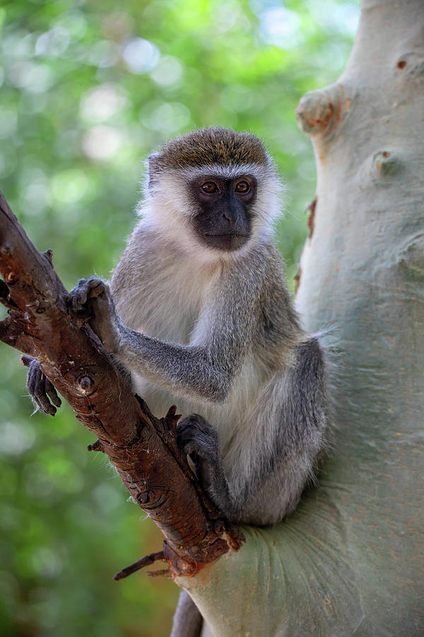 Vervet monkey in Lake Chamo, Ethiopia Photograph by Artush Foto