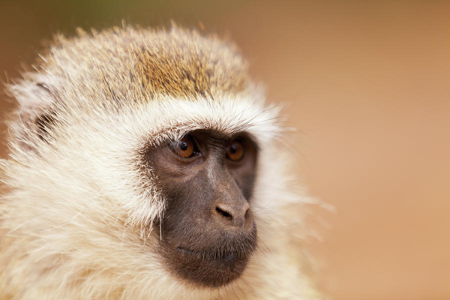 Vervet Monkey Photograph by Ivanmateev