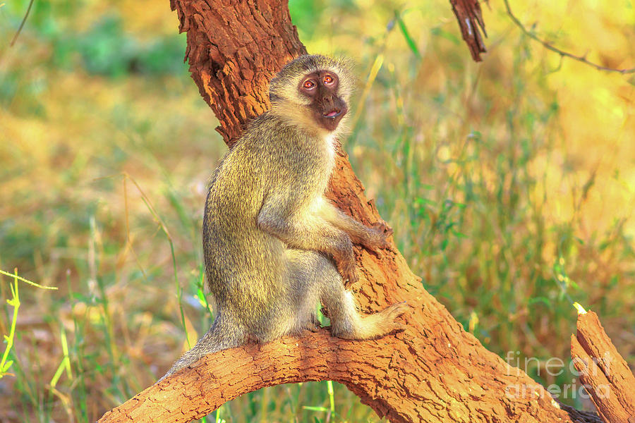 Vervet Monkey on a tree Photograph by Benny Marty