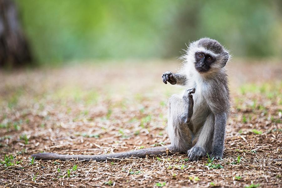 Nature Photograph - Vervet Monkey Scratching by Peter Chadwick/science Photo Library
