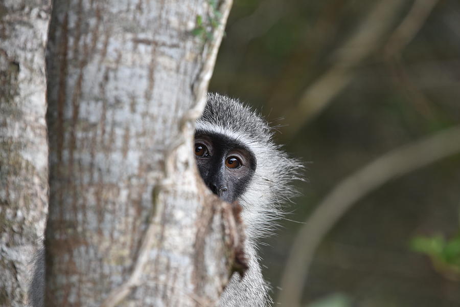 Vervet Monkey, South Africa Photograph by Ben Foster