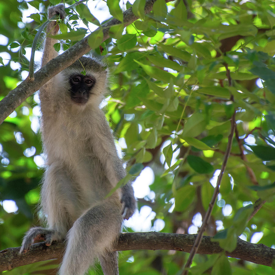 Vervet Monkey Waving Photograph by Mark Hunter