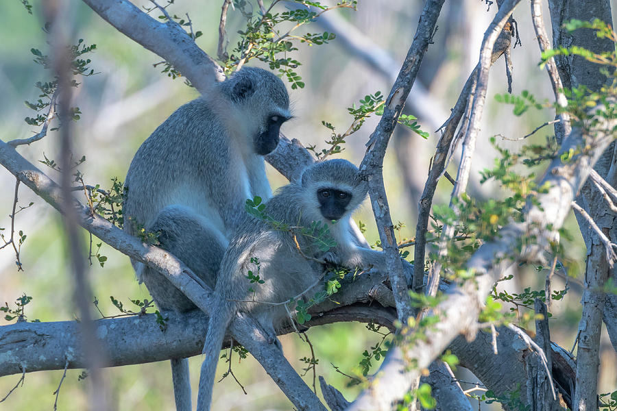 Vervet Monkeys Grooming Photograph by Mark Hunter