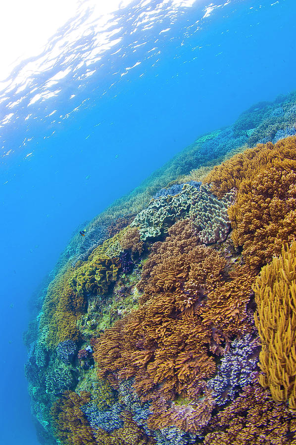 Very Beautiful Soft Corals Photograph by Shin Okamoto