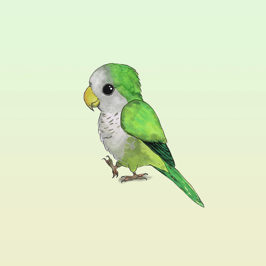 Sarah Stone (British, 1760 - 1844), Green Parrot – Arader Galleries