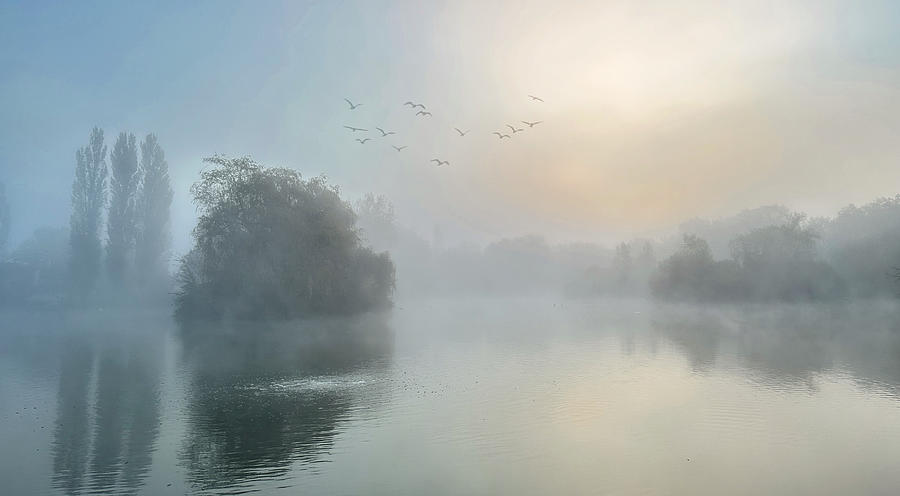 Bird Photograph - Very Foggy Morning by Debbie Smith