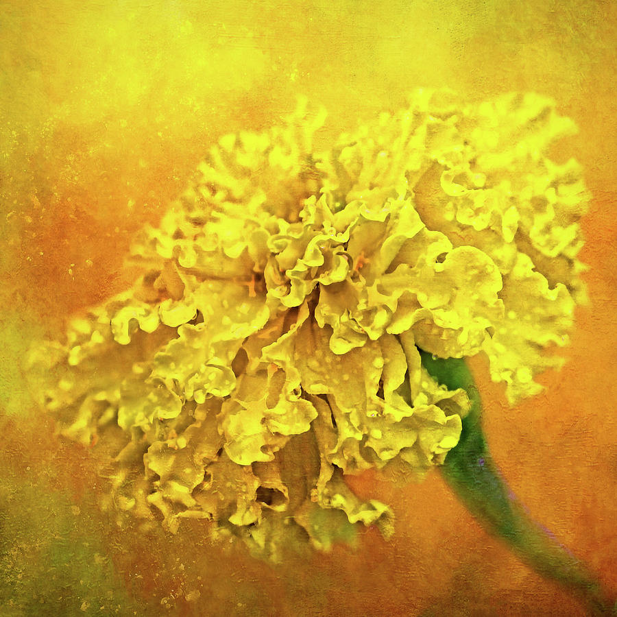 Very Gold Marigold Photograph by HH Photography of Florida