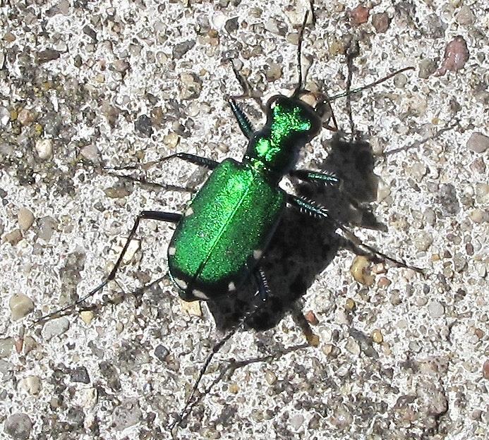 Very GREEN bug Photograph by Deborah Dee Harper - Fine Art America