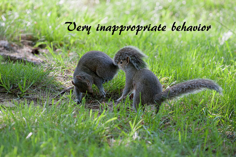 Very inappropriate behavior Photograph by Daniel Friend