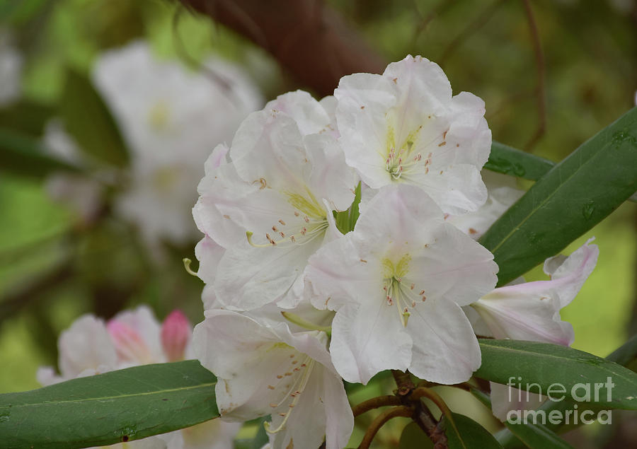 Very Pretty Cluster of Rhododendron Blossoms in the Spring Photograph by DejaVu Designs