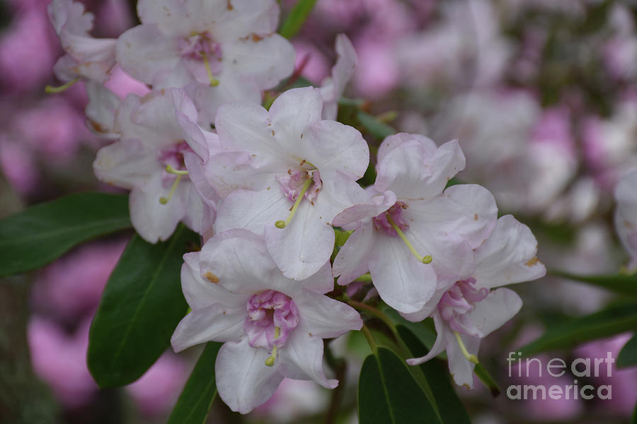 Very Pretty Pink and White Rhododendron Flower Blossoms Photograph by DejaVu Designs