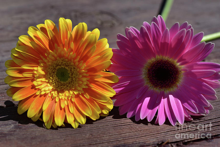 Very Pretty Yellow And Pink Gerber Flower Photograph by