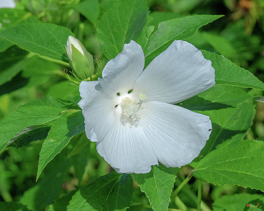 Very Rare almost All-white Crimson-eyed Rosemallow DFL0995 Photograph by Gerry Gantt