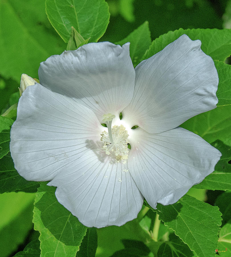 Very Rare almost All-white Crimson-eyed Rosemallow DFL0996 Photograph by Gerry Gantt