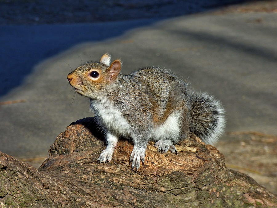 Very Smart Squirrel Photograph by Lyuba Filatova