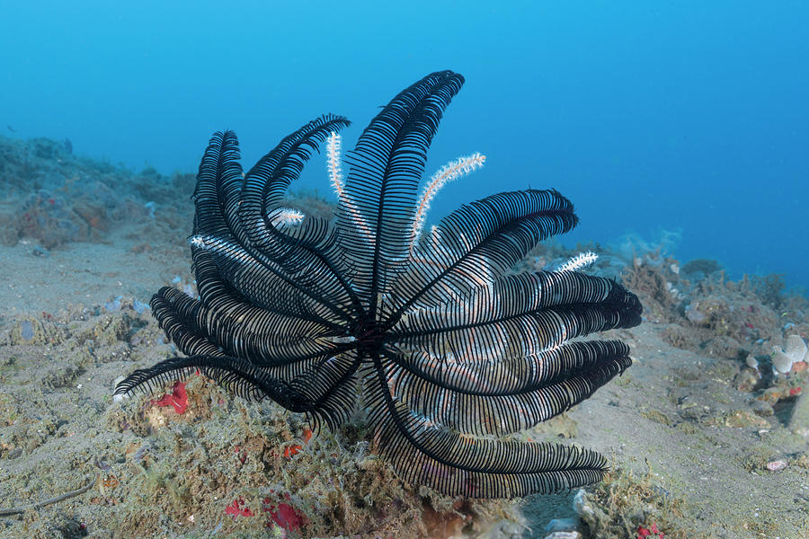 Very Spiny Feather Star Photograph by Andrew Martinez
