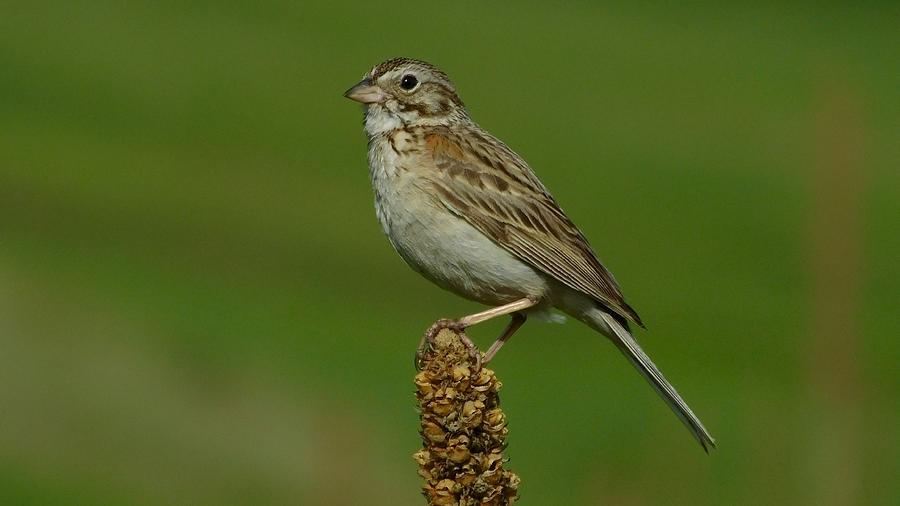 Vesper Sparrow Photograph by Dan Miller