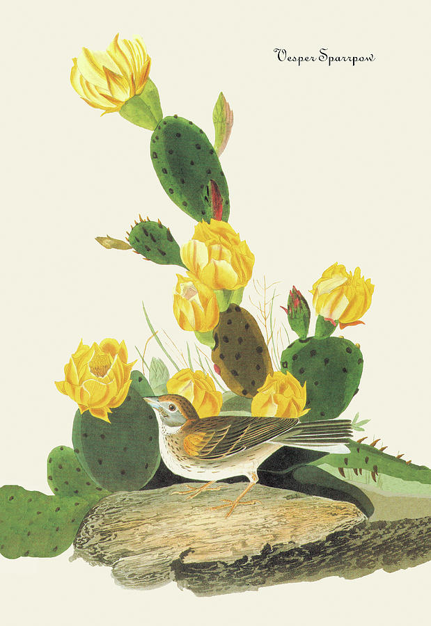 Vesper Sparrow Painting by John James Audubon