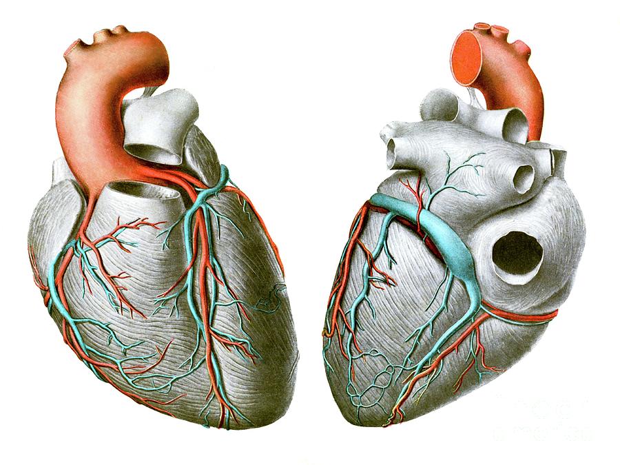 Vessels Of The Heart Photograph by Microscape/science Photo Library ...