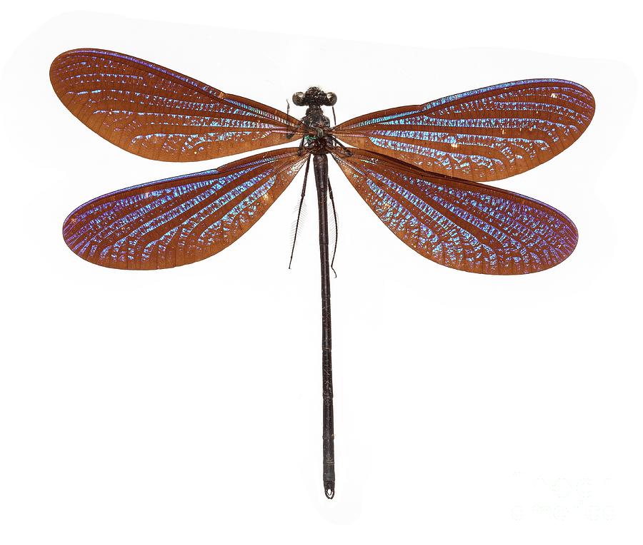 Vestalis Damselfly Photograph by Natural History Museum, London/science ...