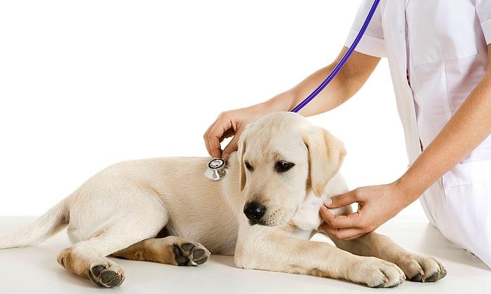 Veterinarian Photograph - Veterinarian by Dog Clinic